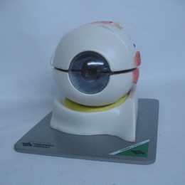 Modelo anatómico desarmable ojo humano